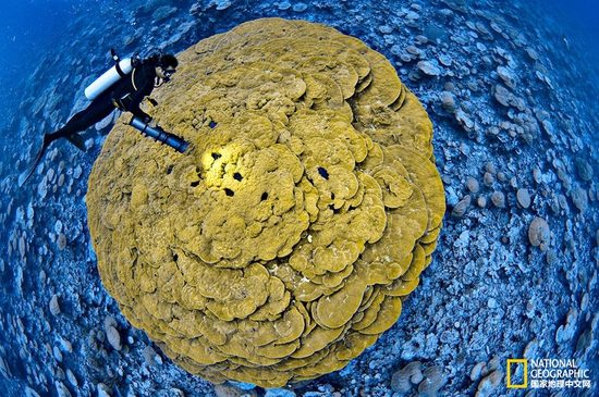 金曼礁國家紀念區(qū)，太平洋攝影：Brian Skerry，國家地理創(chuàng)意版