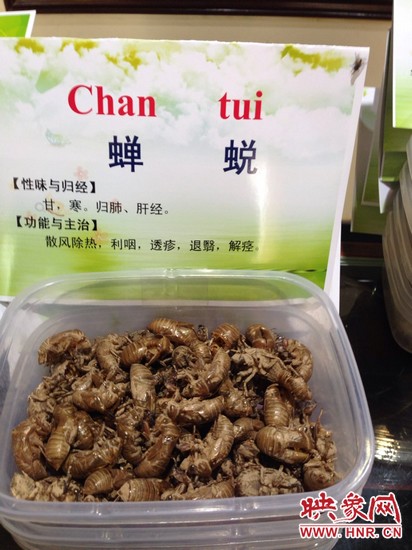 你可能沒想到，這個(gè)知了幼蟲退下的皮還是一味藥，對(duì)嗎？