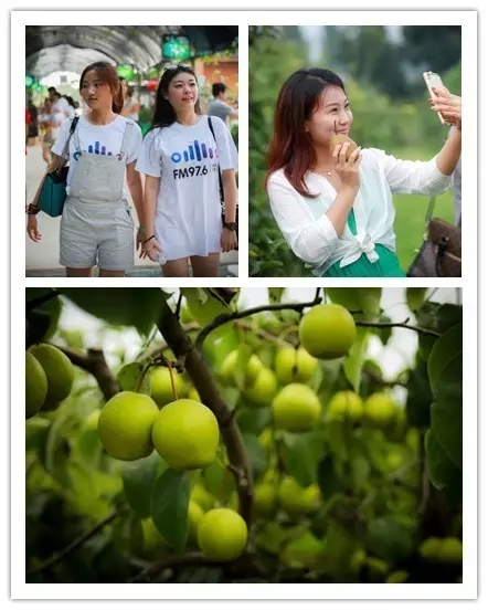 美女與香梨，你更愛哪一個？！