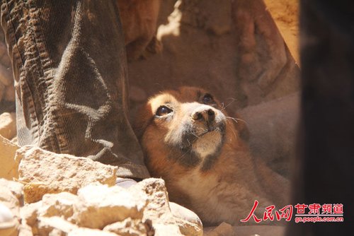 探出頭的小黃狗期待地看著救他的人。王生元/攝