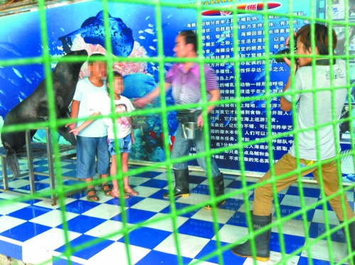 海獅就這樣被飼養(yǎng)員和攝影師擺弄，稍不聽話就會(huì)遭到毒打。