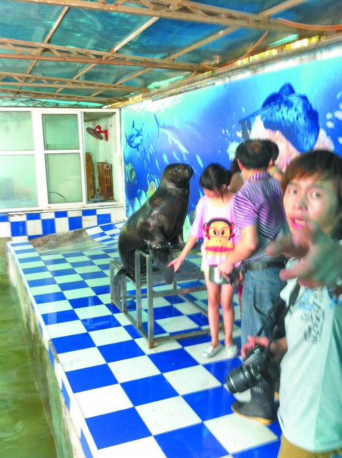 海獅館內(nèi)的攝影師警惕性很高,禁止記者拍照。