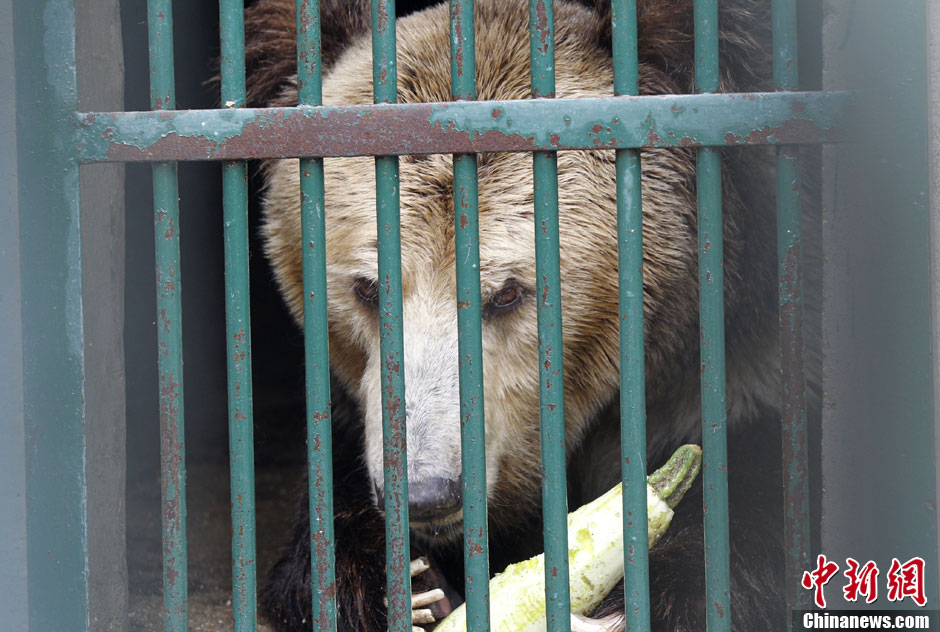 6月19日，河南鄭州，新密市動物園咬死飼養(yǎng)員的肇事棕熊被暫押在鄭州動物園內(nèi)，該熊“臥室”周圍被三重鋼