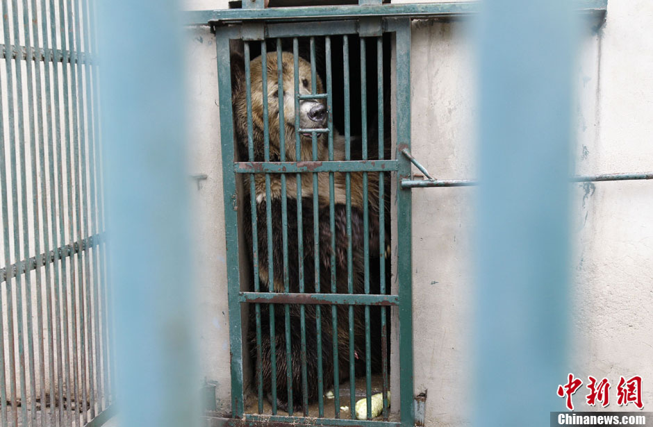 6月19日，河南鄭州，新密市動物園咬死飼養(yǎng)員的肇事棕熊被暫押在鄭州動物園內(nèi)，該熊“臥室”周圍被三重鋼