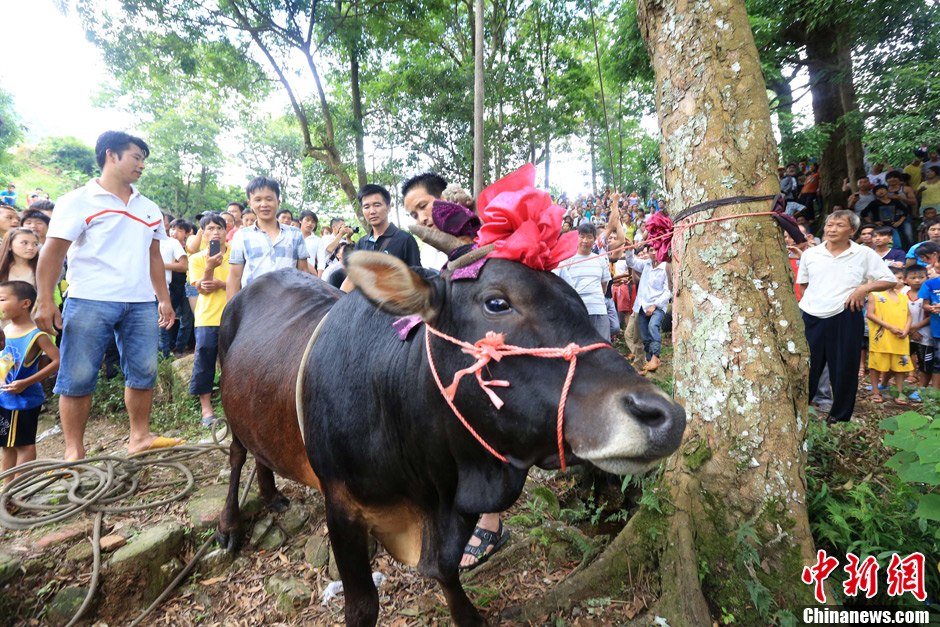 圖為村民給一頭黃牛頭戴上紅花準備進行“牽牛上樹”儀式。 譚凱興 攝