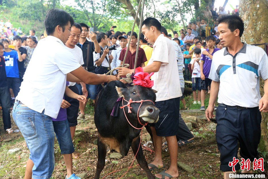 村民給黃牛套上繩索，準備進行儀式。 譚凱興 攝