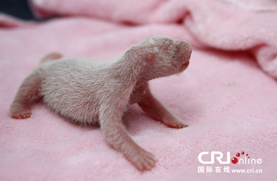 2013年7月11日，成都大熊貓繁育研究基地月亮產(chǎn)房，新生大熊貓寶寶在育嬰箱里憨態(tài)可掬。
