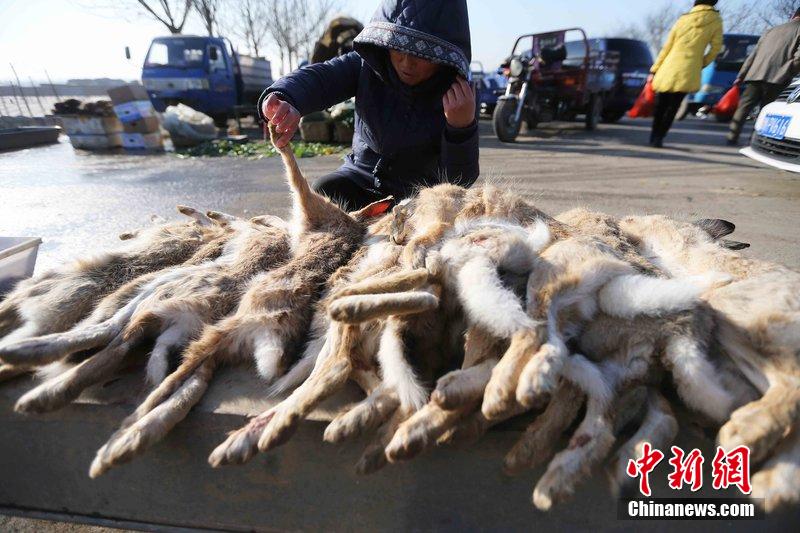 圖為12月14日，104國(guó)道靜?？h城附近，家養(yǎng)的大雁和野鴨被擺在一起售賣。田寶希 攝 圖片來(lái)源：CF
