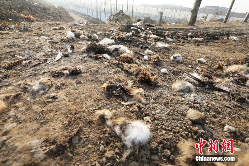 圖為12月1日，104國(guó)道靜?？h城附近，野兔的皮毛內(nèi)臟等殘留物散落一地，寒風(fēng)中飄著一股刺鼻的酸臭味。