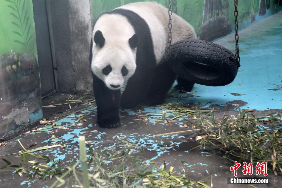 　3月17日，河南鄭州動(dòng)物園內(nèi)的大熊貓“龍昇”。
