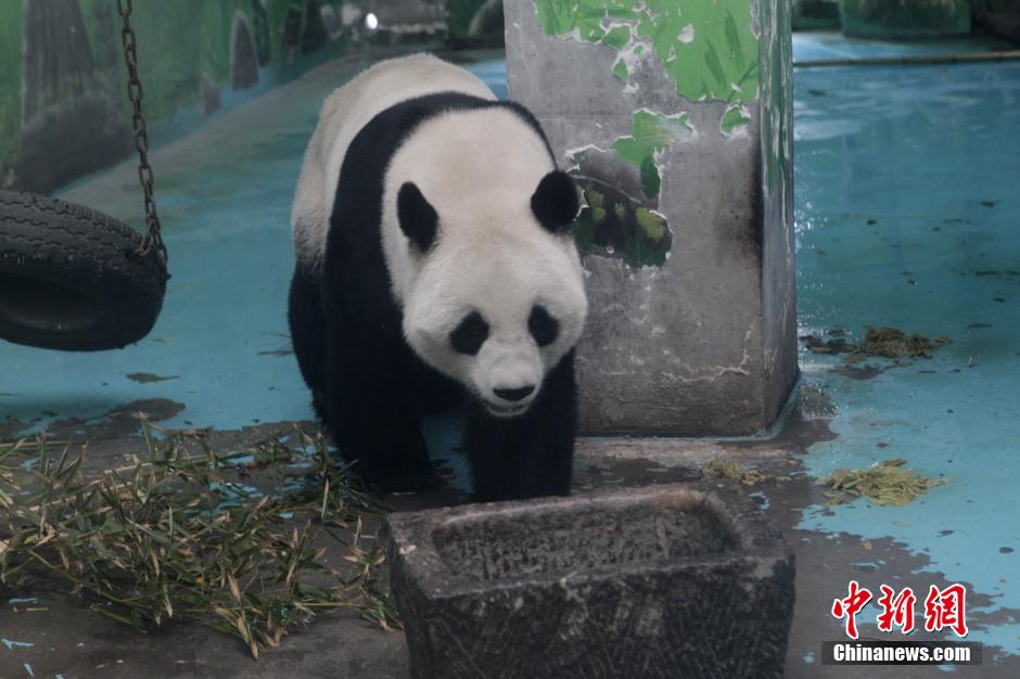 3月17日，河南鄭州動(dòng)物園內(nèi)的大熊貓“龍昇”。