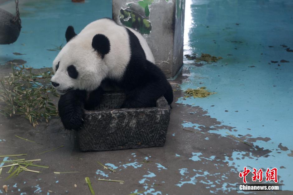 3月17日，河南鄭州動(dòng)物園內(nèi)的大熊貓“龍昇”。
