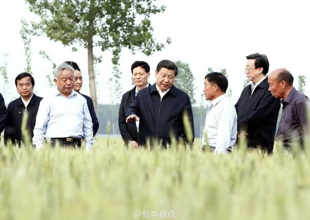 習近平走進糧田,看麥穗灌漿,問農田建設。