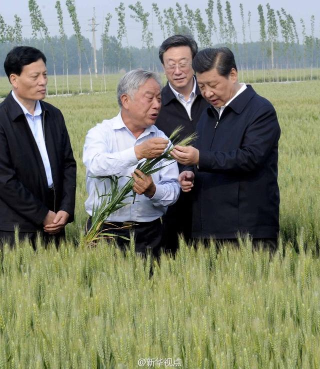 習近平走進糧田,看麥穗灌漿,問農田建設。
