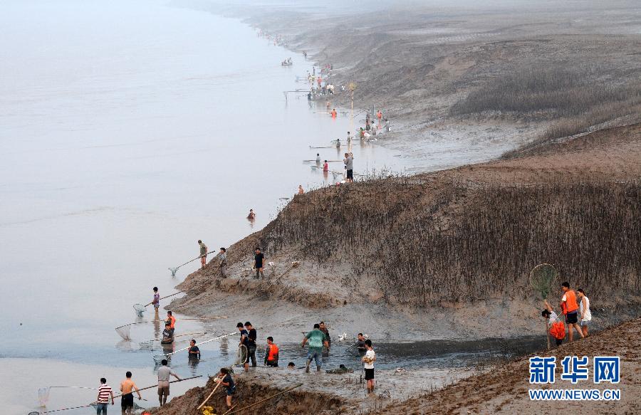  7月6日,在山西省平陸縣黃河岸邊,人們在捕撈黃河“流魚”。