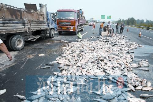 貨車翻,魚滿地。
