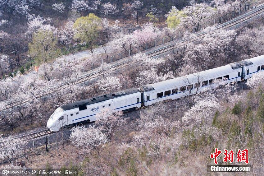 和諧號(hào)列車(chē)穿越居庸關(guān)花海 被贊開(kāi)往春天的列車(chē)