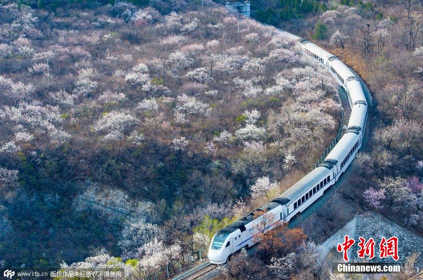 和諧號(hào)列車(chē)穿越居庸關(guān)花海 被贊開(kāi)往春天的列車(chē)