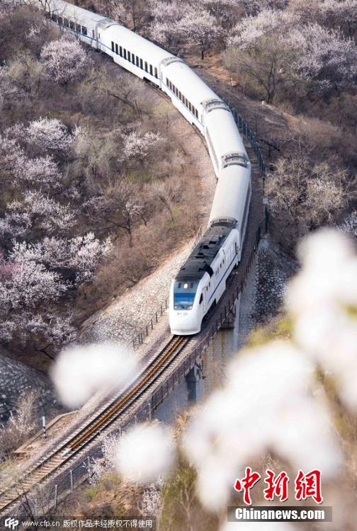 和諧號(hào)列車(chē)穿越居庸關(guān)花海 被贊開(kāi)往春天的列車(chē)