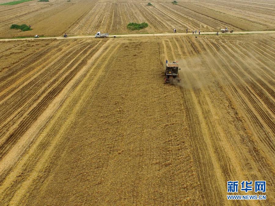這是5月28日在河南省南陽市唐河縣甘河灣村航拍的麥收現(xiàn)場。