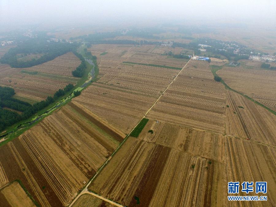 這是5月28日在河南省南陽市唐河縣甘河灣村航拍的麥收現(xiàn)場。
