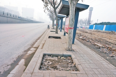 行道樹“長(zhǎng)”在地磚上
