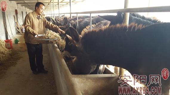 林州一碩士不在城里當白領 返鄉(xiāng)創(chuàng)業(yè)養(yǎng)毛驢