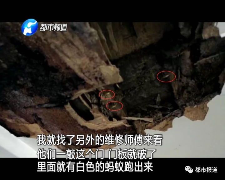 蟻族大軍入侵！十幾萬裝修的新家被“吃掉”
