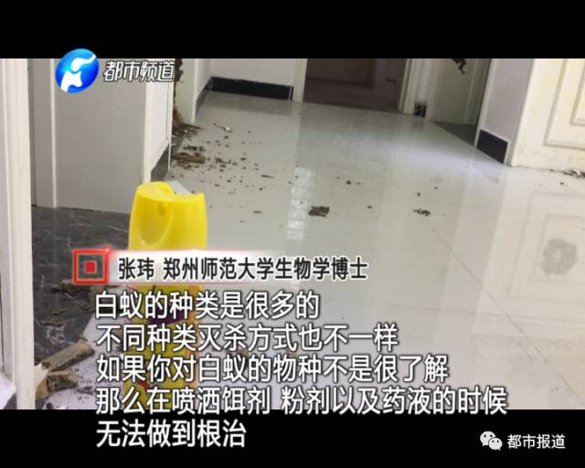 蟻族大軍入侵！十幾萬裝修的新家被“吃掉”