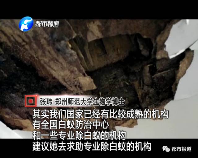 蟻族大軍入侵！十幾萬裝修的新家被“吃掉”