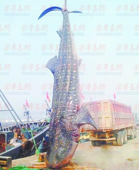 9月8日，日照漁民捕獲的重達(dá)10余噸的鯨鯊。(照片來自大眾網(wǎng))