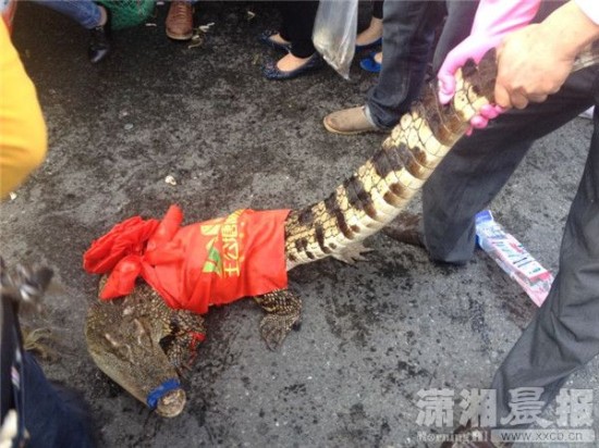 車上的鱷魚爬上路面。記者 向帥