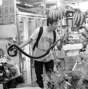 捕蛇專(zhuān)家張亮抓住眼鏡王蛇。信息時(shí)報(bào)記者 康健 翻拍
