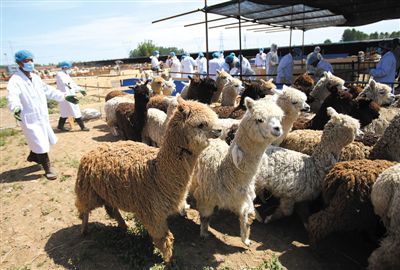 昨日，由智利進口的946頭羊駝，被運抵大興一動物檢疫隔離場進行檢驗檢疫。記者 王貴彬 攝