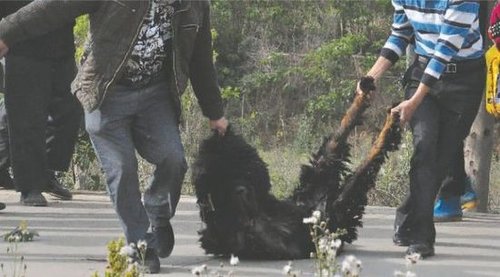 雙流鳳凰村兩只巨型藏獒襲擊村民，民警用手槍將其當(dāng)場(chǎng)擊斃