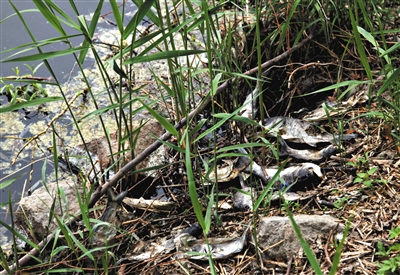 南沙河中漂浮著大量生活垃圾和腐爛水草等物，岸邊出現(xiàn)大量死魚(yú)。新京報(bào)記者郭鐵流攝