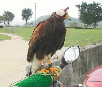 闖禍的老鷹則被主人戴上頭套，以鐵鏈鎖在摩托車的車頭上“罰站”/臺灣《聯(lián)合報》圖