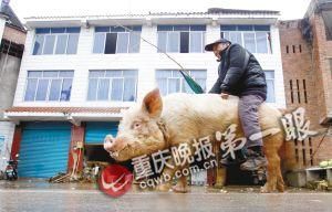 蔣大爺騎著他的種豬出門，回頭率很高。