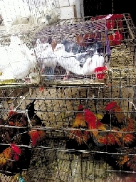 銷量大不如前，近期可能漲價(jià)