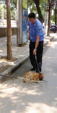 一名隊員拿一根叉子樣的工具，叉住狗狗的脖子