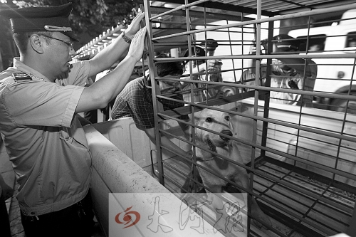 相關部門將加強管理，今年12月起烈性犬一律沒收。 （資料圖）
