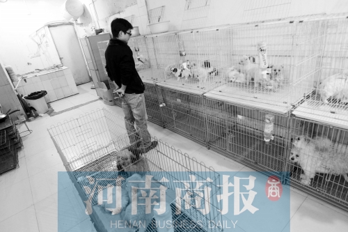 市民反映，淮河路“緣寵”寵物店曾出售疑似患病的狗