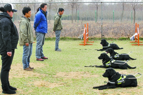 鄭州：4只導(dǎo)盲犬集訓 將帶著盲人跑馬拉松