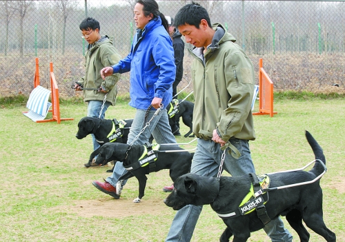鄭州：4只導(dǎo)盲犬集訓 將帶著盲人跑馬拉松