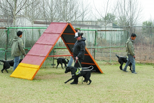 鄭州：4只導(dǎo)盲犬集訓 將帶著盲人跑馬拉松