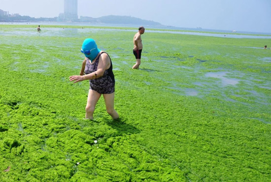 2013年7月3日，山東青島青島高溫來襲，“青島大媽”不懼滸苔，戴著“強(qiáng)盜面具”出現(xiàn)在海水浴場消暑降