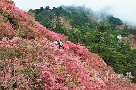 　　湖北麻城龜峰山10萬(wàn)畝連片野生杜鵑。