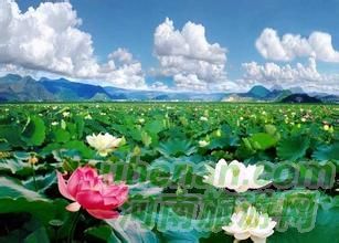 爸爸去哪兒？親密接觸荷花仙子