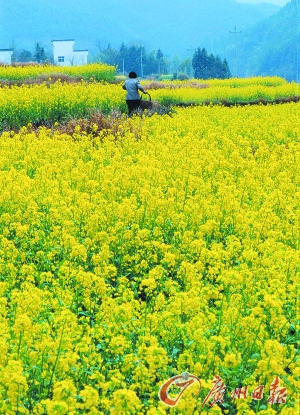　　江嶺的油菜花已經(jīng)盛開。