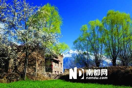 　　三月里,川西北的梨花盛放,寨子、碉樓、梨花……構(gòu)成最美的丹巴風(fēng)光。